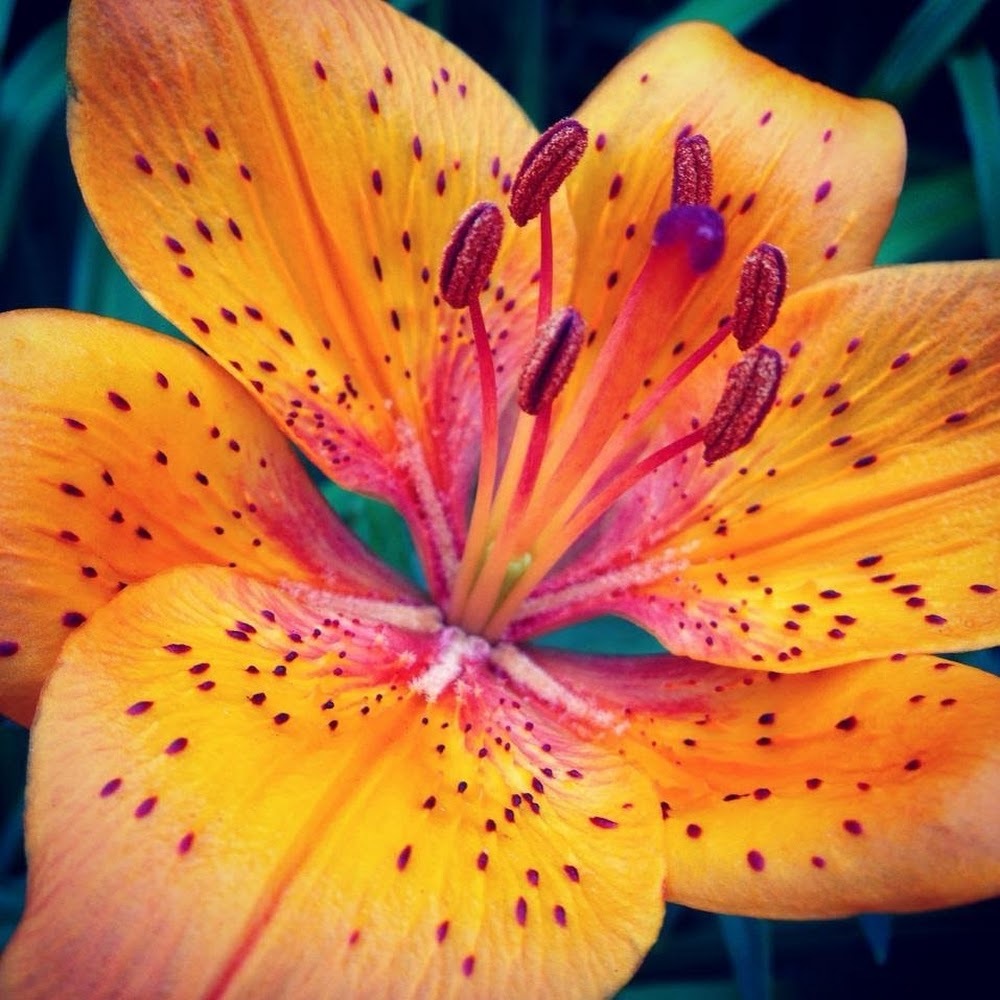 Meet your Posher, Samantha